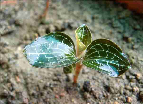 金线莲的种植方法和技术(金线莲的种植方法)